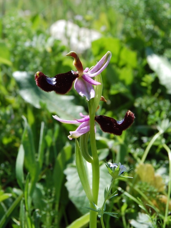 Passeggiata orchidologica al Bosco della Ficuzza
